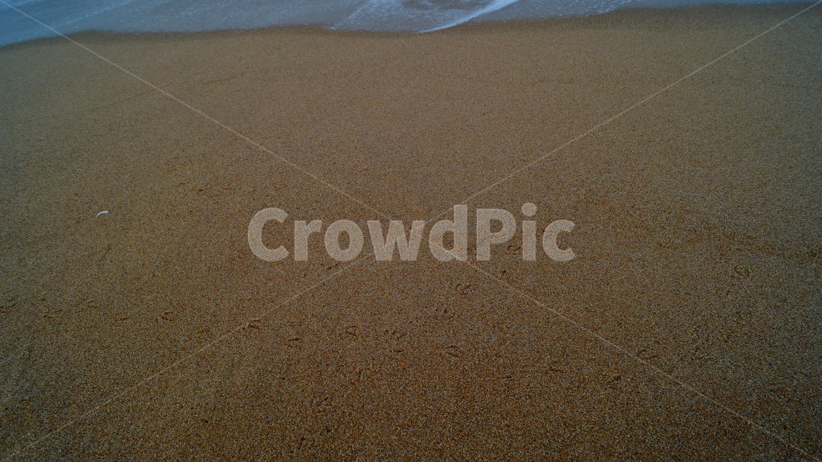 새,바다,새발자국,모래사장,파도,해변,바다,beach,sea,동물,animal,조류,새,birds