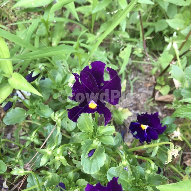 꽃,식물,자연,보라,노랑,초록,flower,plants,nature,purple,yellow,green,hana,shokubutsu,murasaki,kiiro,midori,식물,자연,plants,nature,꽃,flower
