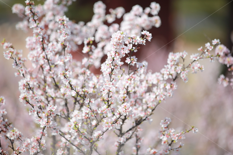 벚꽃,꽃,새싹,봄,벚꽃놀이,하늘,분홍색,분홍색꽃,캐논,5dmark3,봄,계절,spring,season,식물,자연,plants,nature,꽃,flower,plant,blossom