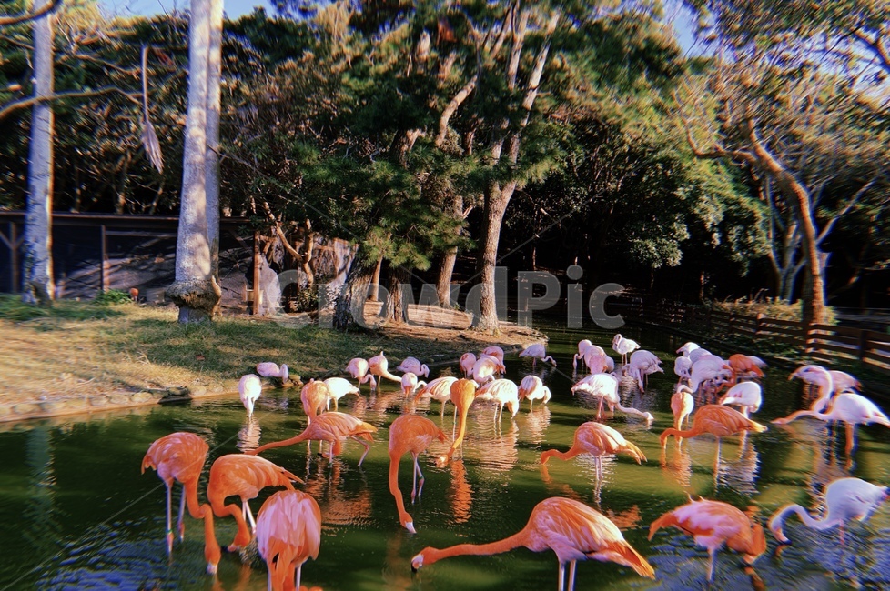 animal,동물,홍학,flock,필카,필터카메라,動物,동물,animal,조류,새,birds