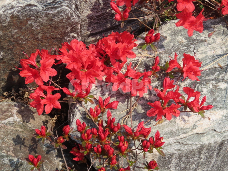 바위,철쭉,식물,레드,빨강,아름다움,탄생,자연,돌,rock,azalea,plants,red,beauty,nature,stone