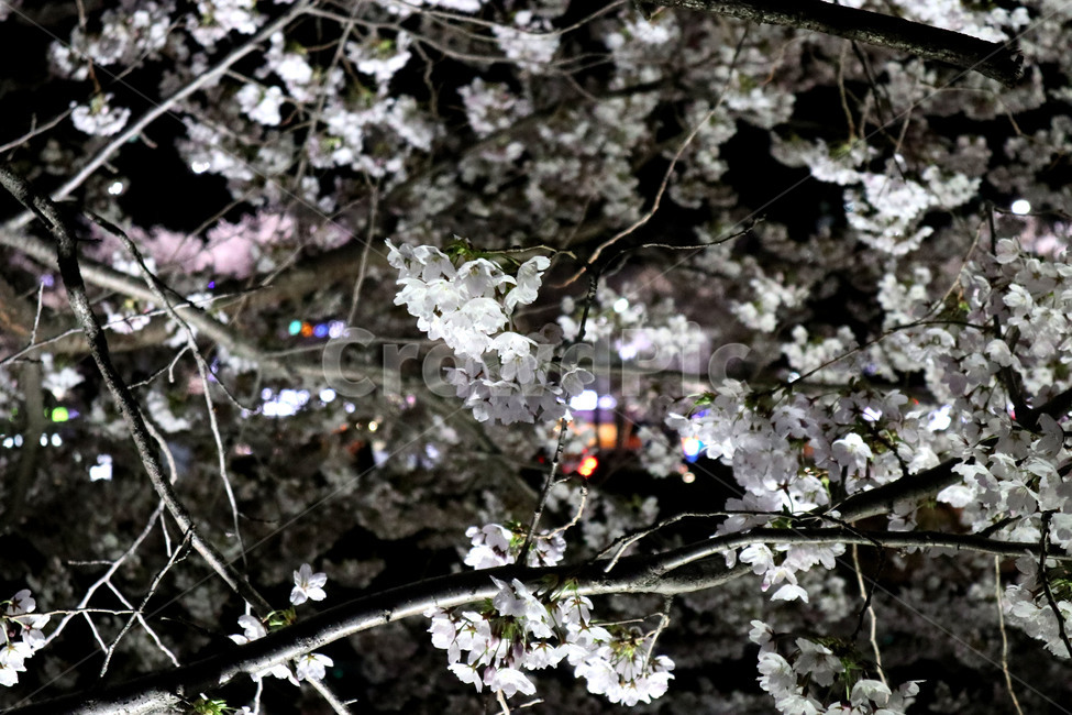 벚꽃,벗꽃,꽃,봄,개화,봄,계절,spring,season,야경,밤,풍경,nightscape,night,landscape,식물,자연,plants,nature,꽃,flower,plant,blossom,cherry blossom