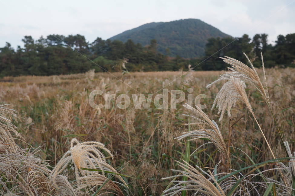 제주,자연,가을,갈대,한라산