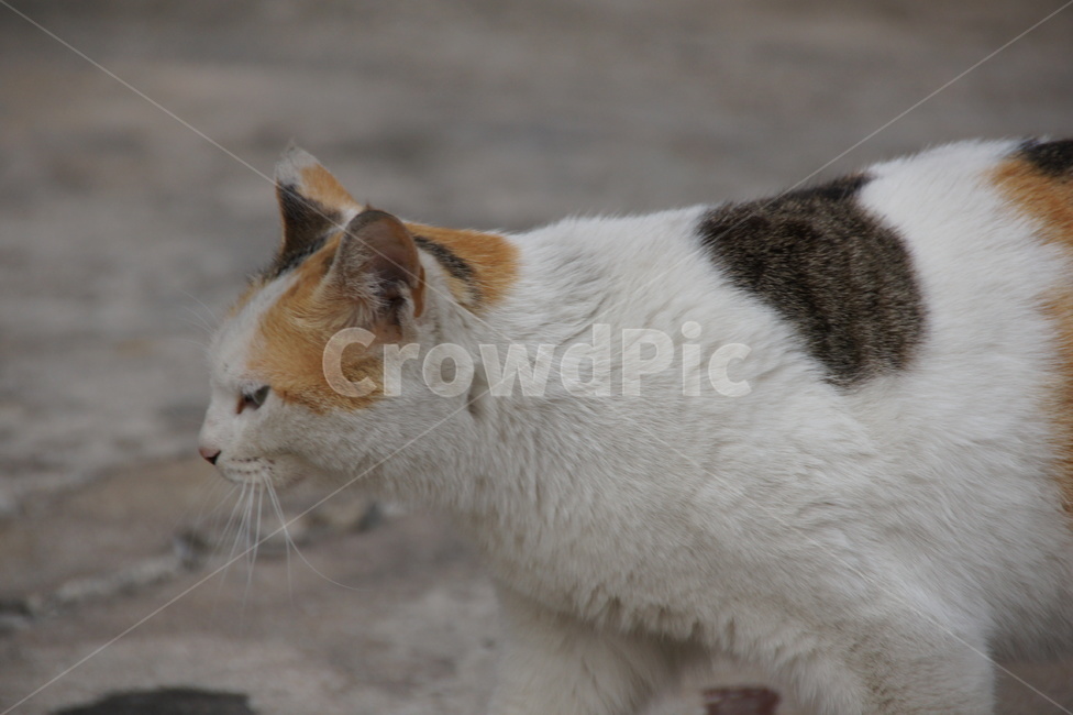 animal,동물,cat,pet,포유류,mammal,애완동물,고양이,길고양이,삼색고양이,코리아숏헤어,코숏