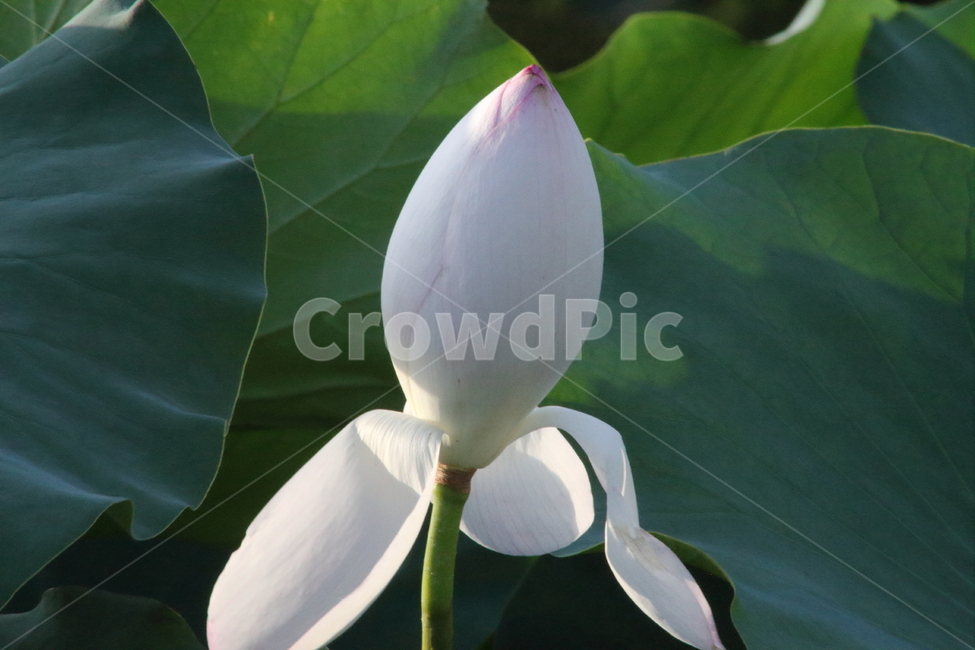 연,꽃,연꽃,식물,lotus,식물,자연,plants,nature,꽃,flower
