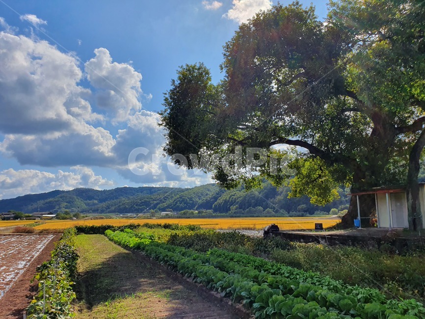 nature,자연,outdoors,옥외,나무,구름,하늘,풍경,가을,시골,마을,풍경,landscape,country,rural,town