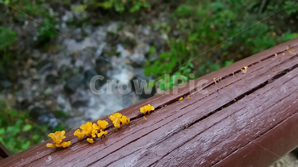 버섯,산책길,자연,9월,노란색,버섯,mushroom