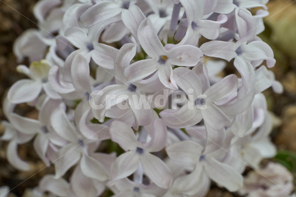 라일락,흰꽃,접사,하얀색,새하얀,spring,blooming,봄,꽃,lilac