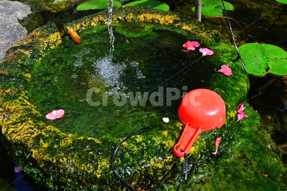 water,물,blossom,flower,꽃,plant,식물,outdoors,nature,자연,옥외,꽃잎,낙화,낙화유수,학독,바가지,물바가지,빨간바가지