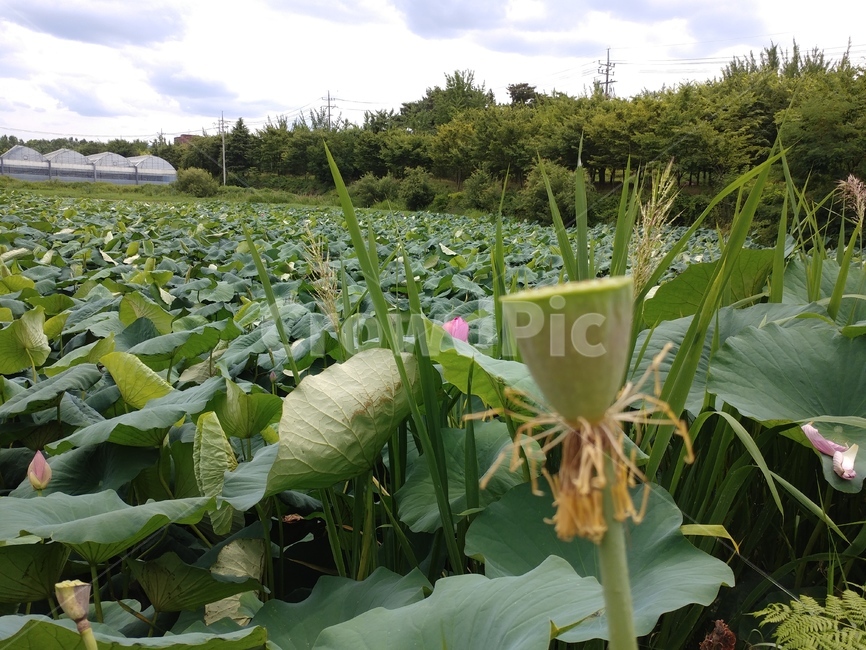 연꽃,수련과,lotus,수련,물풀,수단화