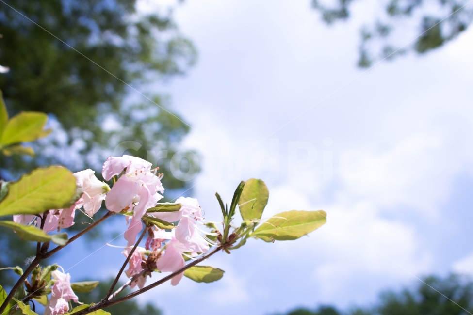 꽃,하늘,자연,풍경,식물,flower,sky,nature,landscape,plant,식물,자연,plants,nature,꽃,flower