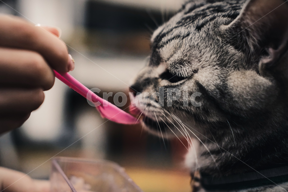고양이,먹이,먹이주기,애완동물,고양이먹이,고양이사료,애완동물사료,동물,animal,포유류,mammal,고양이,cat,kitten,kitty