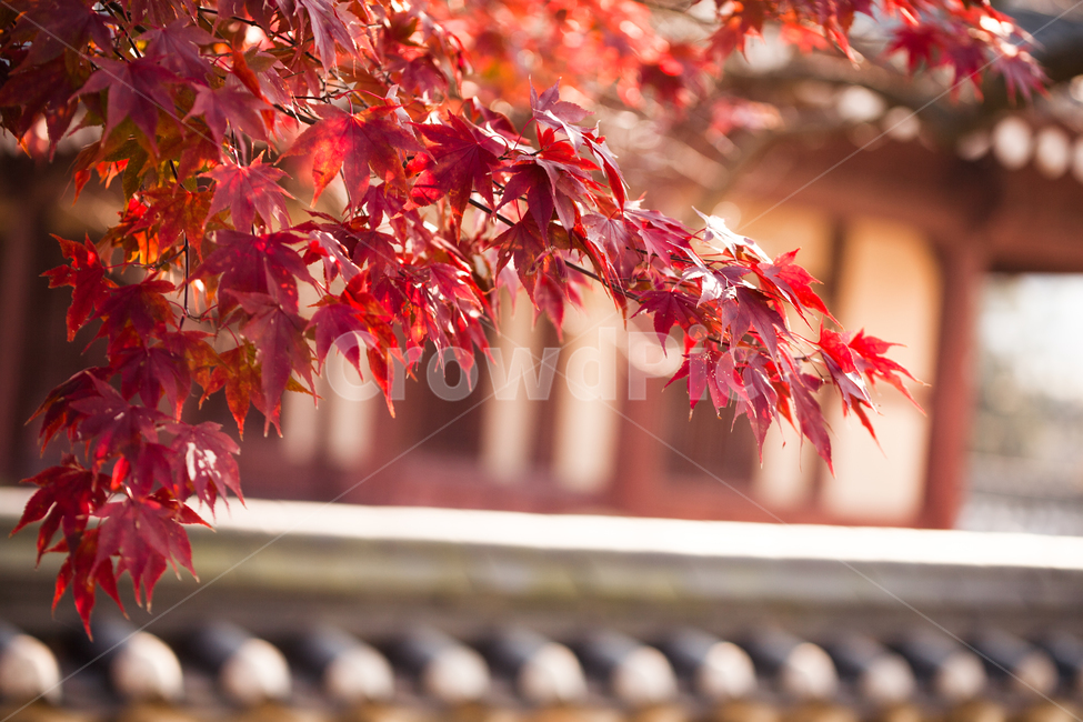 autumn,단풍,고택,한옥,가을,대흥동헌,가을,계절,fall,autumn,season,한국전통,한국문화,korean traditional,korean culture,leaf,잎,plant,식물,tree,나무,maple