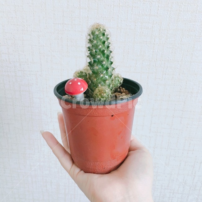 선인장,나무,버섯,화분,배경,색감,식물,자연,plants,nature
