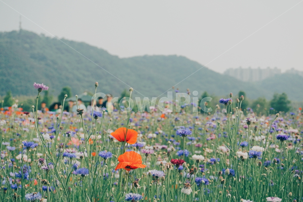 봄꽃,양귀비,울산,울산태화강,봄꽃축제,꽃,수레국화,자연,식물,자연,plants,nature,꽃,flower