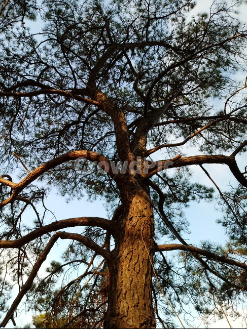 나무,식물,나무줄기,tree,treetrunk,소나무