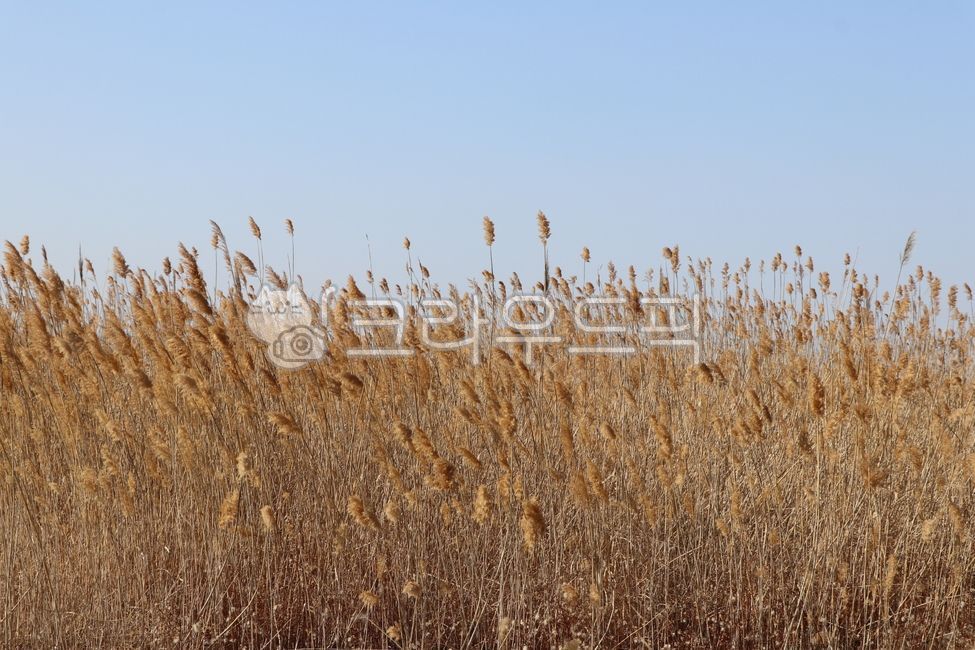 plant, 식물, 갈대, 갈대밭, 갈대꽃, 사진,이미지,일러스트,캘리그라피 - 포토제이작가