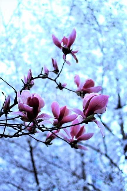 자연,봄,식물,벚꽃,목련,꽃,flower,plant