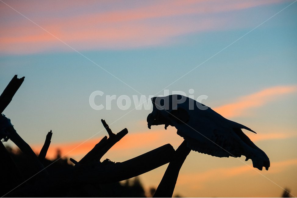 실루엣,몽골,일몰,죽음,언덕,뼈,골짜기,말,야생,실루엣,그림자,silhouette,shadow