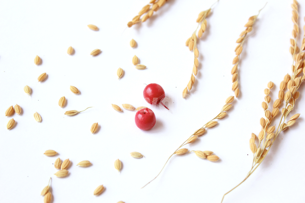 쌀,벼,곡식,곡물,음식,식재료,요리,곡류,rice,cereal,dry,ear,farming,food,gold,grain,harvest,isolated,korea,meal,nutrition,organic,plant,seed,yellow,cook,열매,빨강,red,fruit,cook화이트,흰색,하얀색,흰배경,쌀알,알갱이,볍씨,씨,씨앗,쌀알갱이,식물,자연,음식,식재료,요리,food,cook,meal,dishes,food reserves,곡류,곡식,cereals,과일,열매,fruit,연출,컨셉,콘셉,direction,concept,누끼,remove background