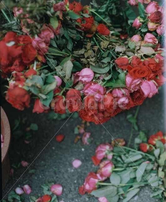 장미,꽃,필름,식물,감성사진,예쁜사진,배경화면,바탕화면,잎,빨강,감성,자연,생명,rose,red,beauty,beautiful,nature,natural,plant,leaf,petal,flower,floral,flora,film,식물,자연,plants,nature,꽃,flower,감성,sensible,feeling