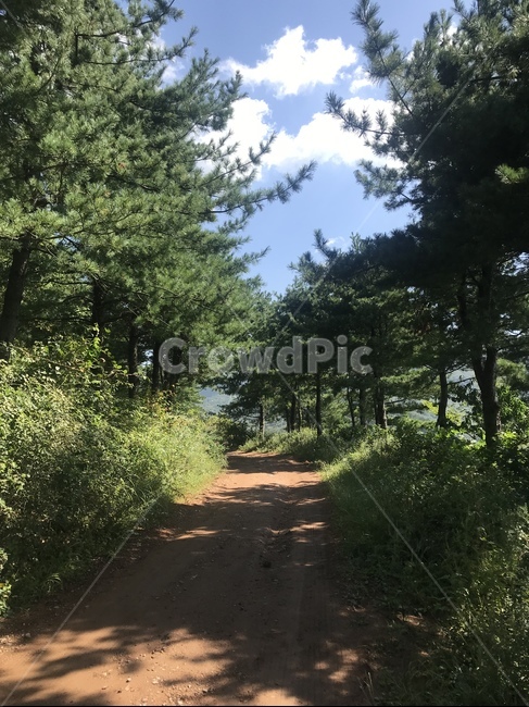 숲길,피톤치드,오솔길,혼자걷기,자연,자연,풍경,nature,landscape,tree,나무,plant,식물,fir,전나무