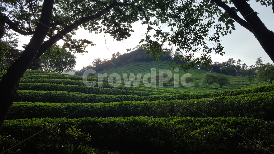 녹차,녹차밭,보성,푸른,나무,자연,자연,풍경,nature,landscape,outdoors,옥외,field,들,grassland,목초지