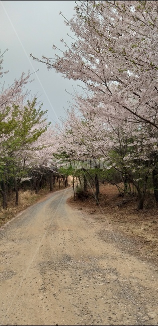 봄,벛꼿,산,길,나무