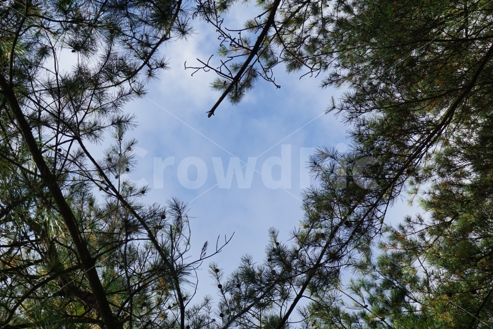 하트,나무,하늘,자연,가을하늘,자연,풍경,nature,landscape,tree,plant,식물,fir,전나무