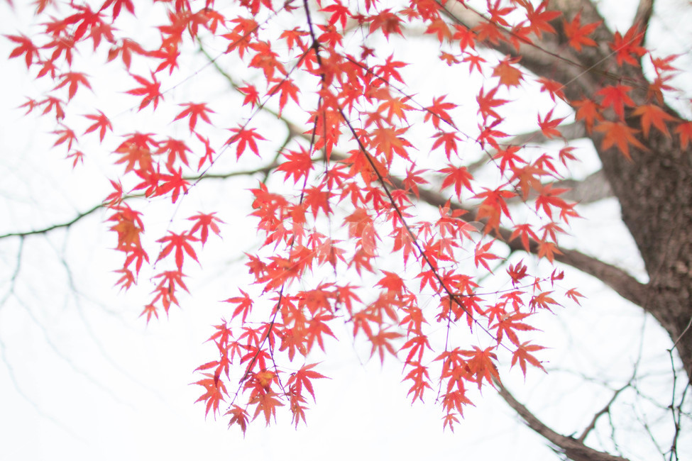 가을,단풍,단풍나무,가을색감,아련함,가을,계절,fall,autumn,season,식물,자연,plants,nature,나무,trees,wood,plant,leaf,잎,tree