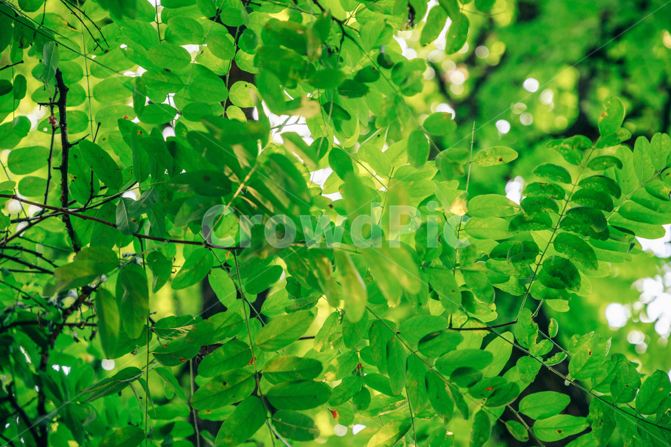나무,나뭇잎,아카시아,아카시아나무,풀잎,초록,햇살,싱그러운,tree,green,leaf,식물,자연,plants,nature