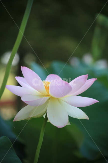 연꽃,꽃,개화,분홍꽃,여름꽃,꽃잎,꽃술,아름다운