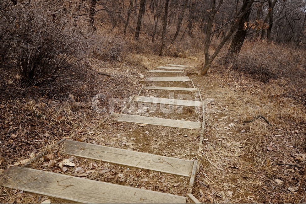 나무,자연,식물,초봄,낙엽,나무가지,landscape,nature,trees,desolation,solitary,fallenleaves,brown,branches,계단,stairs,road,길,숲길,산책로,등산로,작은길,산책길,낙옆,겨울산,trail,forest,자연,풍경,nature,landscape,ground,바닥