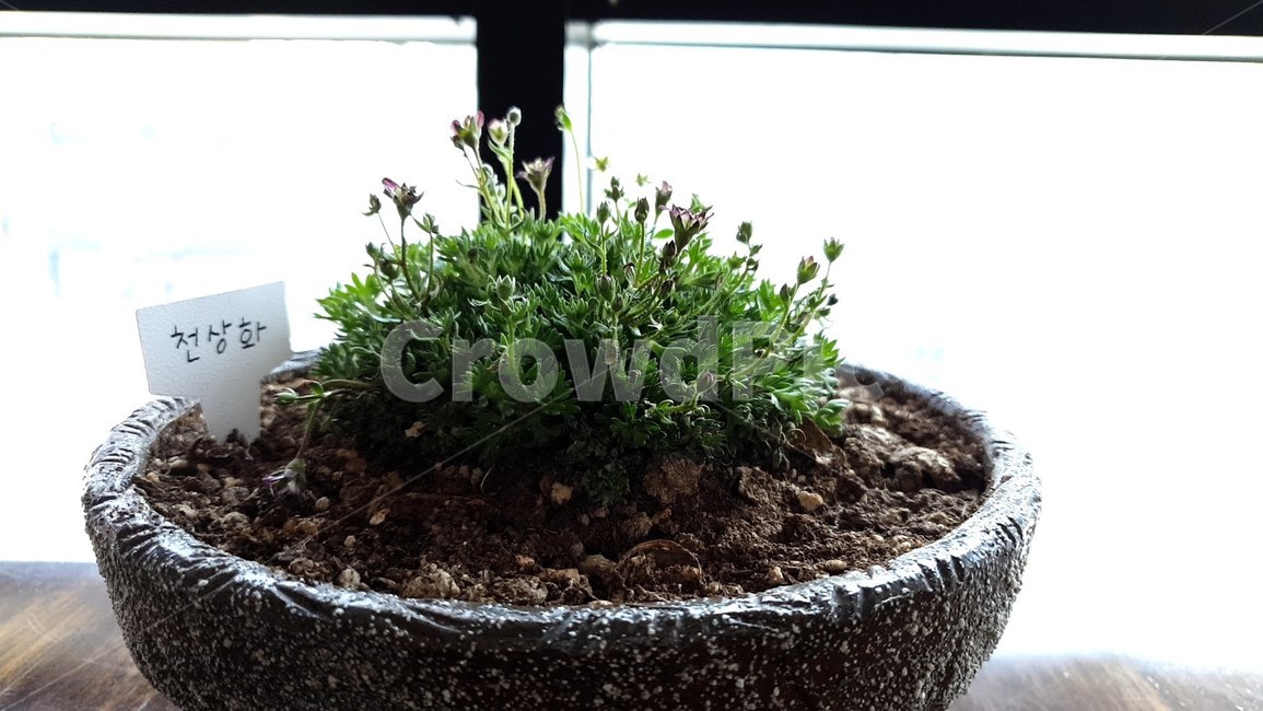 식물,화분,plant,천상화,초록,자연,꽃,풀,flowerpot,flower,green,식물,자연,plants,nature,실내용화초,화분,화초,house plant