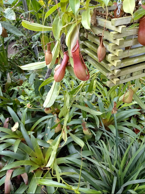 네펜데스,nepenthes,식물,plant,식충식물