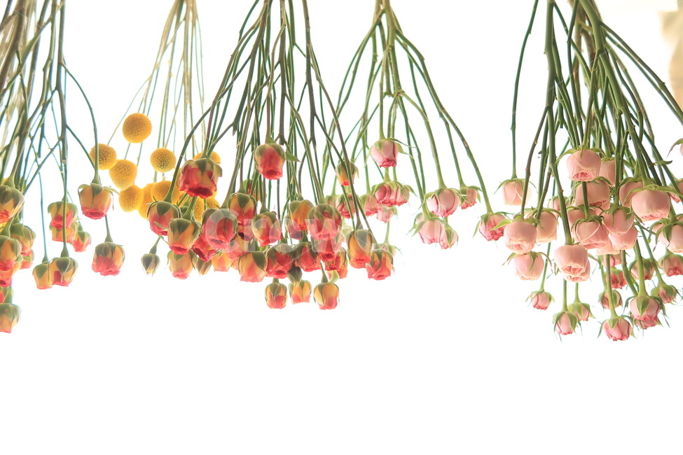 식물,꽃,장미,골든볼,자연,분홍,노랑,flower,rose,orange,yellow,pink,식물,자연,plants,nature,꽃,flower