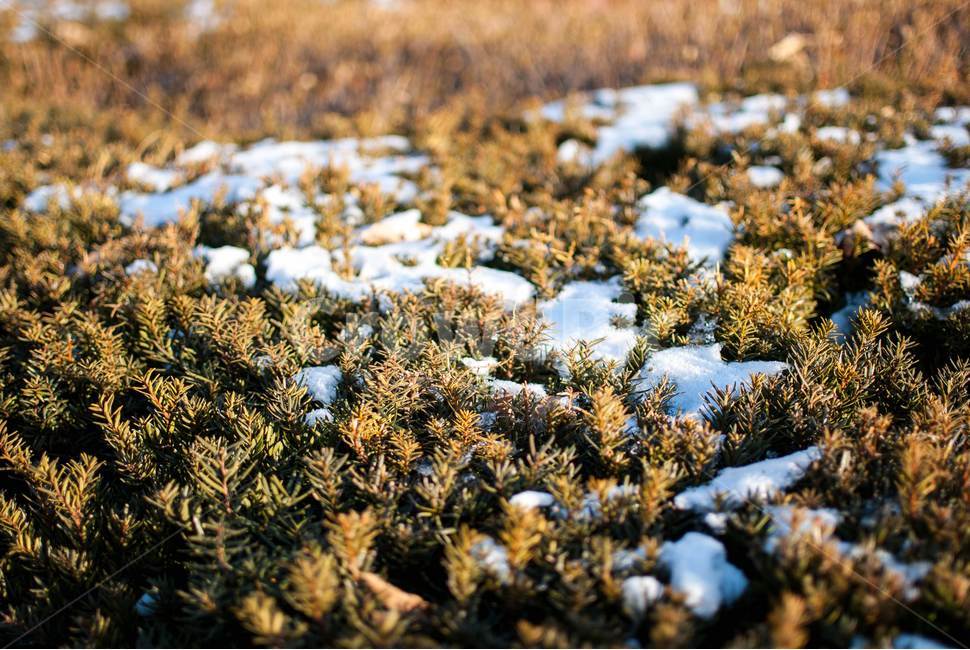 plant,식물,잔디,풀,겨울식물,눈식물