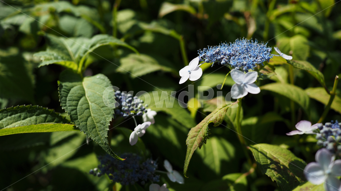 야생화,꽃,green,wildflower,flowers,park,공원