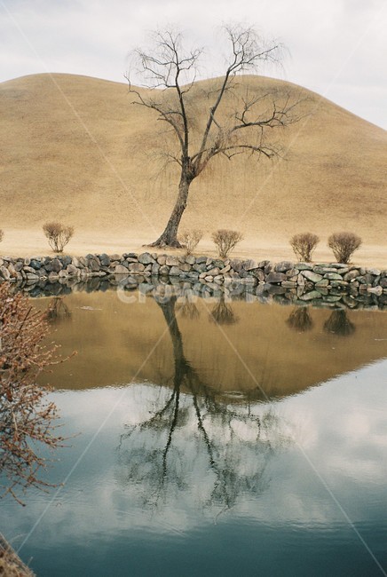 경주,대릉원,나무,물에비친,데칼코마니,풍경,감성,필름카메라,필름,자연,풍경,nature,landscape,한국자연풍경,한국자연경관,korea nature landscape,감성,sensible,feeling,outdoors,옥외
