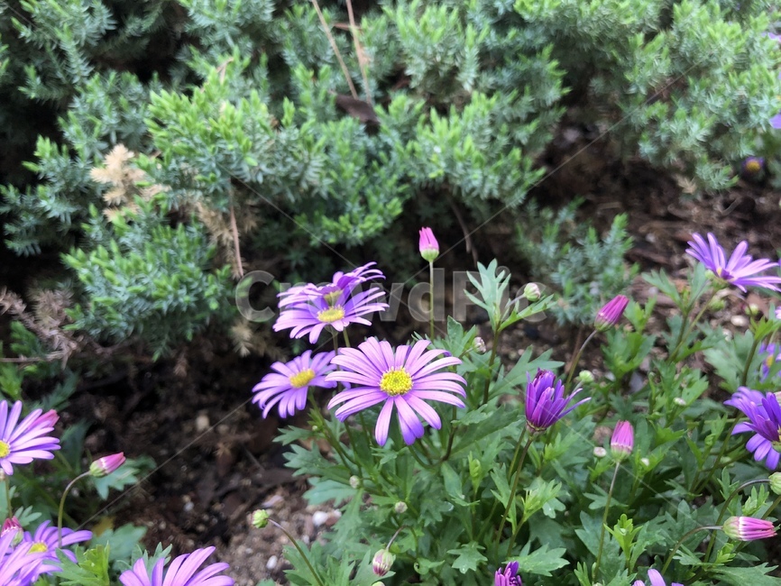 꽃,식물,봄꽃,블루데이지,보라색,자주색,식물,자연,plants,nature,꽃,flower