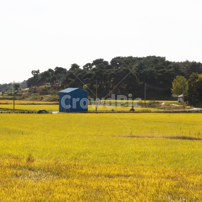 가을,추수,논,가을논,가을풍경,시골,시골풍경,시골,마을,풍경,landscape,country,rural,town