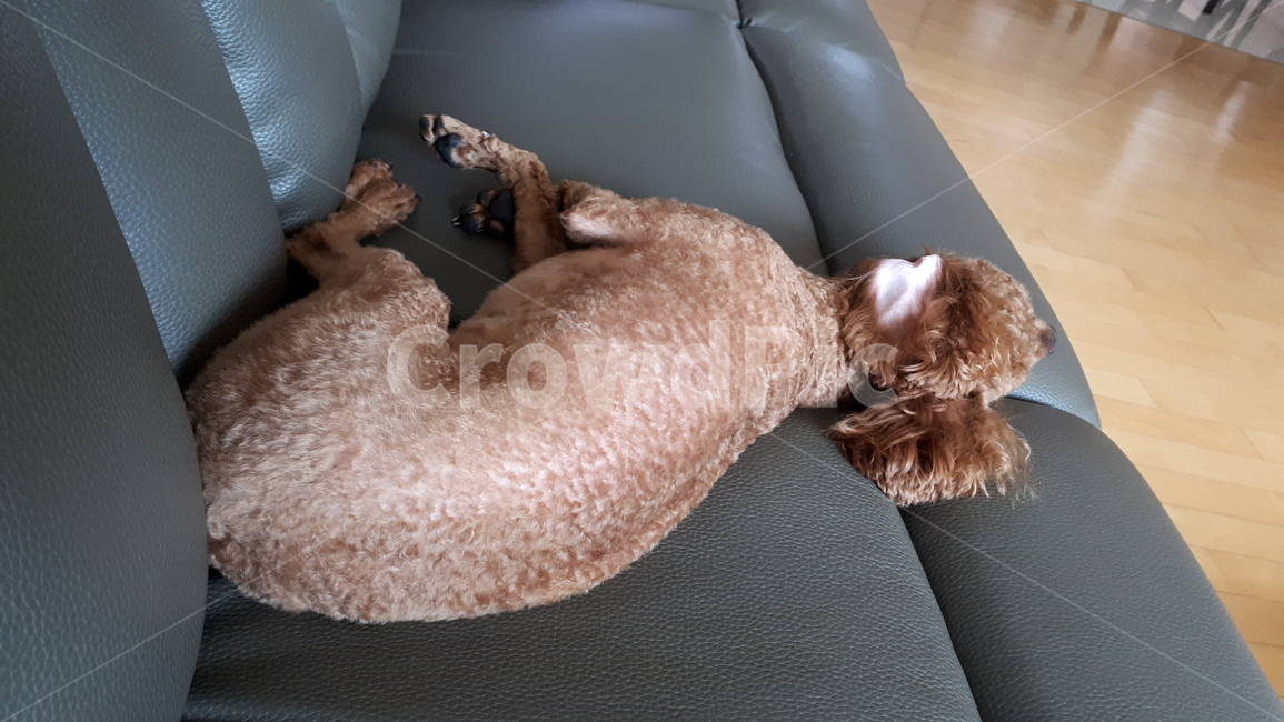 쇼파,잠자는강아지,강아지,누워있는강아지,푸들,동물,animal,포유류,mammal,개,강아지,dog,doggy