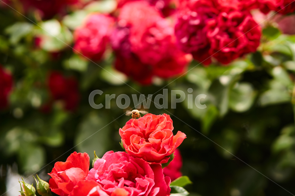 장미,꽃,접사,생화,화분,plant,nature,flower,초접사,곤충,bee,insect,redflower,rose,붉은장미,붉은꽃,redrose