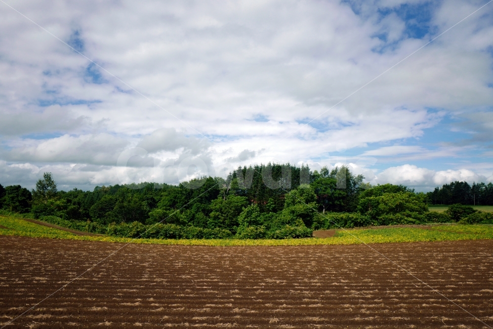 밭,농촌풍경,시골풍경,농업,시골,자연,풍경,nature,landscape,시골,마을,country,rural,town,산업,industry,industrial,농업,농사,agriculture,farming,farming industry,outdoors,옥외