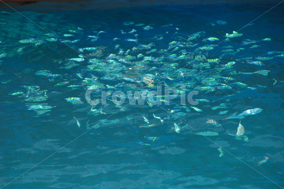 sea,fish,물고기,해양생물,fishes,바다,푸른바다,파란바다,blue,bluesea