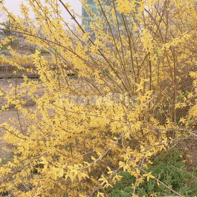 식물,plant,개나리,꽃,flower