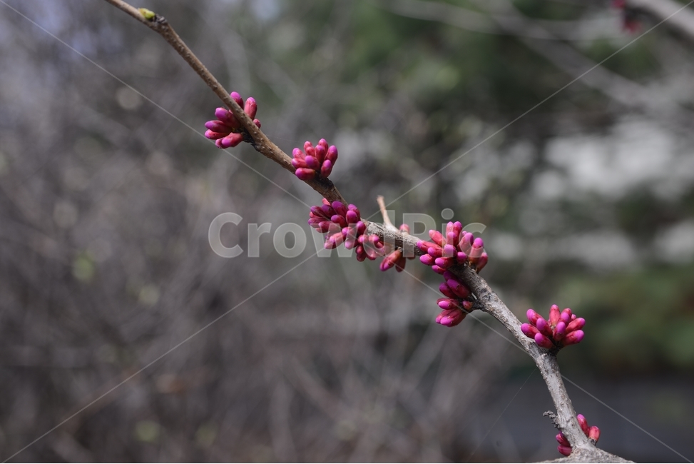 자연,nature,봄,꽃,봄꽃,접사,근접촬영,박태기,빨강색,봄,계절,spring,season,식물,자연,plants,nature,꽃,flower,plant,sprout,새싹,bud,싹,blossom