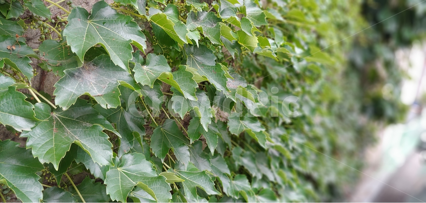 식물,자연,벽,담쟁이,담쟁이덩쿨,녹색,그린,green,식물,자연,plants,nature