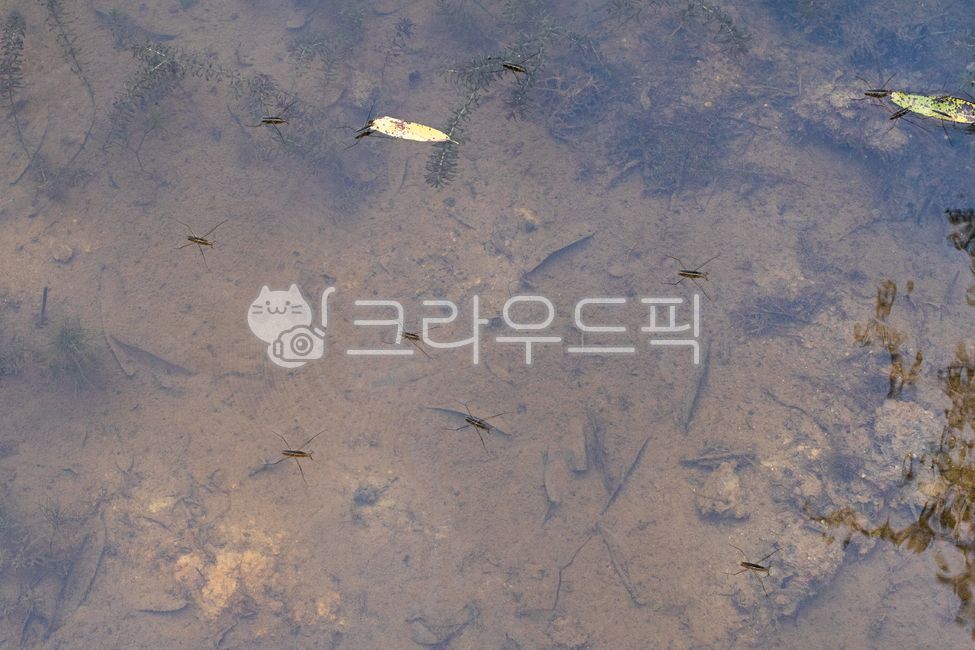 pond,aquatic insects,nature,carnivorous insects,wild animals,outdoor,gerridae,outdoors,Water strider,insect,animal,waterstrider,wildlife