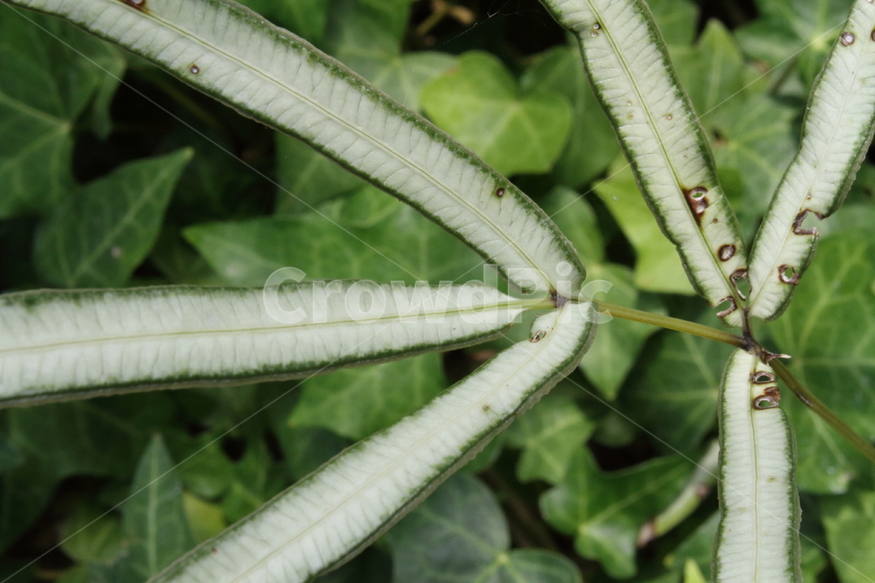 Variegatecretanbrakefern,식물,알록큰봉의꼬리,알록봉의꼬리,꼬리고사리과,자연,식물,자연,plants,nature